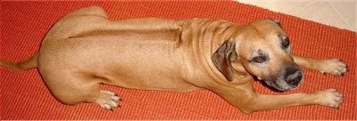 RhodesianRidgebackDSC00260.JPG