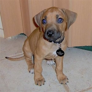 Rhodesian Ridgeback Puppies on Swahili For Beautiful  The Rhodesian Ridgeback Puppy At 8 Weeks Old