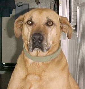 Close up front view head and upper body shot - A tan Rhodesian Ridgeback is sitting in a room with white walls and it is looking forward.