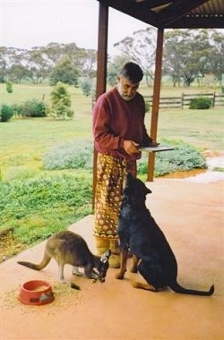 The back left side of a black with brown Rottweiler dog that is sitting on a porch and it is looking up at a person standing in front of it. To the left of the dog is a baby Kangaroo eating food.