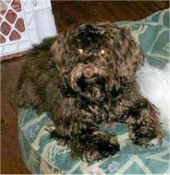 Front view - A chocolate brown Russian Tsvetnaya Bolonka puppy is laying on a green dog bed and it is looking up and to the left.