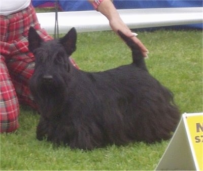 Side view - A black Scottish Terrier is standing outside in grass. A person on their knees is touching the tail of the dog. The dog is in a show stack pose and has longer hair on its belly and perk ears.