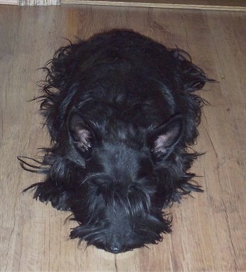Front view - A black Scottish Terrier with a long coat is sleeping on a hardwood floor. The dog has large perk ears.