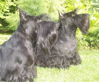 The right side of two short-legged black Scottish Terriers that are standing in a yard, they both are looking up and to the right. They have longer hair on their chins and pointy perk ears.