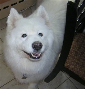 Close up - A white Samoyed is standing on a tiled floor and it is looking up. Its mouth is slightly open and it looks like it is smiling. Its coat is very white and its nose is black.