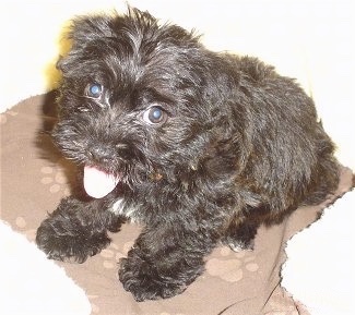 A happy looking, fuzzy black Scoodle is sitting on a towel, it is looking up, its mouth is open and its tongue is sticking out.