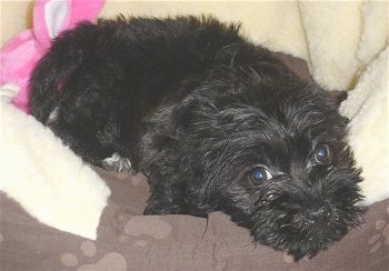 Close up side view - A black Scoodle is laying down across a dog bed and it is looking forward.