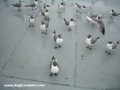 Close Up - Lots of Seagulls perched on a roof