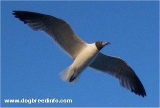 Close Up - A Seagull flying with full wing extension