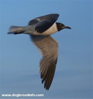 Close Up - A Seagull flapping its wings