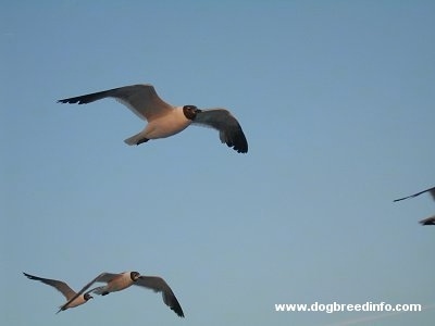Four Seagulls flying