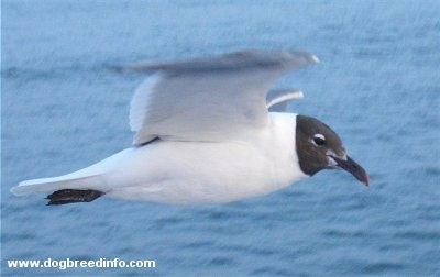 Close Up - Seagull flying over a body of water