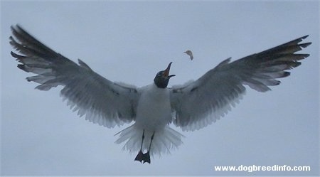Seagull trying to catch a piece of bread in its mouth