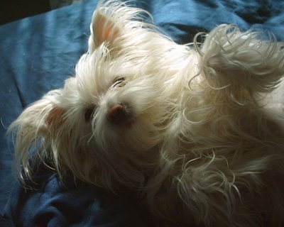 Close up - A long haired, cream ShiChi is laying on its back on a bed and it is looking up. The dog has small perk ears with fringe hair on them.