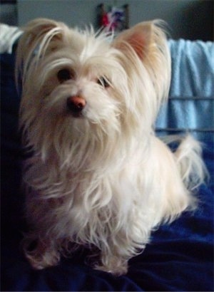 A long coated, tan ShiChi dog is sitting on a mattress and it is looking forward. The dog has long fringe hair all over it.