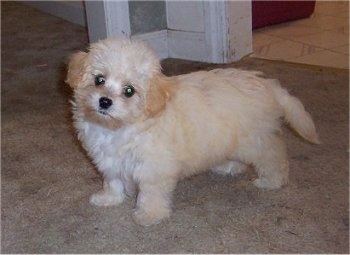 Pumpkin the Chacy Ranior puppy is standing on a carpeted floor and its head is tilted to the right