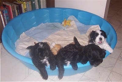 Four Chacy Ranior Puppies are standing on the edge of a pool. There are a couple other puppies laying under them