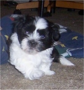 Chacy Ranior Puppy is laying on a carpet and there is a blanket with stars on it behing it