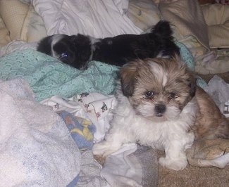 Two Chacy Ranior Puppies are laying in a pile of blankets