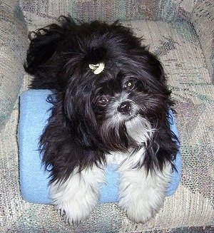Close up - A long coated, black with white Shih-Tzu is laying across the seat of a recliner, its head is tilted to the left and it is looking forward.