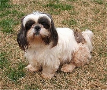 A white with black Shih-Tzu dog sitting across a grass surface, it is looking up and forward. It has longer hair on its dark ears.