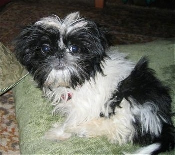 The left side of a black and white Shinese puppy that is sitting on a green pillow and looking forward.