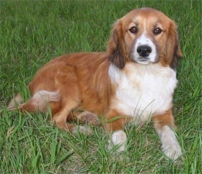 Front view - A red with white and black Shockerd dog is laying across a field and it is looking forward. It has medium-length hair and long, soft lookking drop ears. Its eyes are brown and almond-shaped and its nose is black.