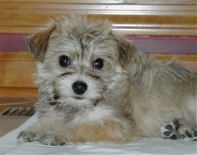 Close up - A fluffy little tan, white and grey Silkland Terrier puppy is laying on top of a blanket and it is looking forward. It has wide round eyes, a black nose and small fold over v-shaped ears.