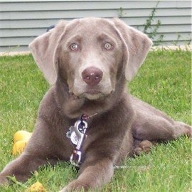 A Silver Labrador Retriever is laying outside and there is a yellow dog toy to the immediate left of it and a house behind it.