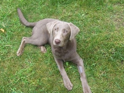http blueknightlabs rare silver labradors