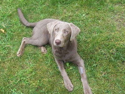 A Silver Labrador Retriever is laying in grass and it is looking up.