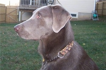 Close up side-view head shot of a Silver Labrador Retriever dog in a backyard with a tan house and a wooden privacy fence in the distance.