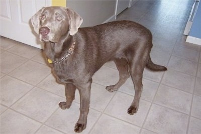 A Silver Labrador Retriever is standing in a hallway on a tan tiled floor.