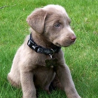  Puppies on Ripley The Silver Labrador Retriever As A Young Puppy At 10 Weeks Old