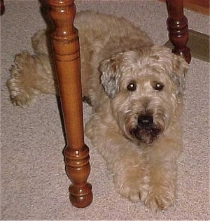 A tan Soft Coated Wheaten Terrier is laying on a carpet under a table, it is looking up and forward. It has darker hair on its chin.