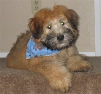 Front view - A thick coated, brown with black Soft Coated Wheaten Terrier puppy is laying at the top of a carpeted staircase, it is wearing a blue bandana, its head is slightly tilted to the left. It has darker hair on its muzzle and a black nose.