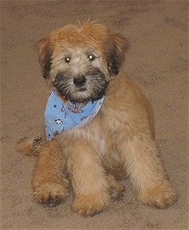 A brown with black Soft Coated Wheaten Terrier puppy is sitting on a brown carpet, it is looking forward and it is wearing a blue bandana. Its face looks like it has a smerk on it.