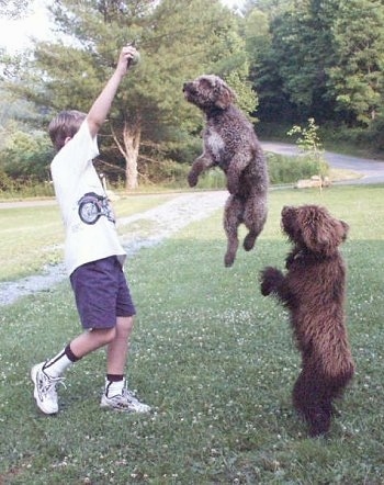 Diva and Dante the Spanish Water Dogs are jumping up to grab a tennis ball in the hands of a boy. One of the dogs is a few feet off of the ground.