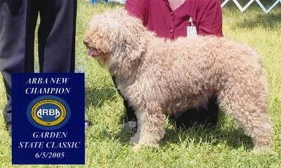 Left Profile - A thick-coated, tan Spanish Water Dog is standing across a field at a dog show, a person in a red shirt is kneeling behind it. Overlayed in the bottom left side is an image that reads - ARBA New Champion Garden State Classic 6/5/2005.