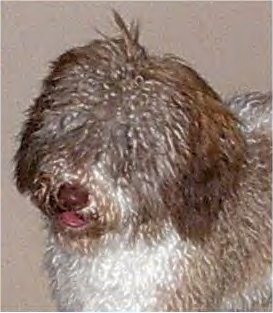 Close up - Top down view of a brown and white Spanish Water Dog that is standing on a concrete surface, its mouth is open and it looks like it is smiling. The dog has long curly hair.