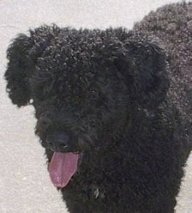 Close up front view - Top down view of a black Spanish Water Dog that is standing on a concrete surface, its mouth is open and its wet tongue is out. The dog has tight curly hair