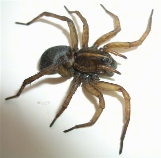 Wolf Spider on a cloth