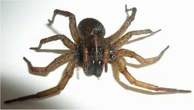 Wolf Spider facing the camera
