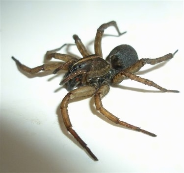 Side of the Wolf Spider