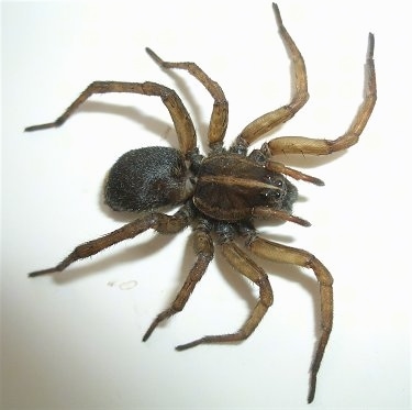 Wolf Spider on a tabletop