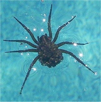 Adult Wolf Spider with its babies on its back