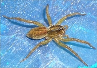 Wolf Spider on a Pool Cover