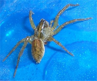 Young Wolf Spider on pool solar cover