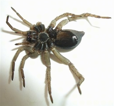 Underside of the Wolf Spider