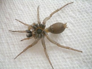 Wolf Spider on a white paper towel surface